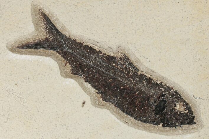 Fossil Fish (Knightia) - Green River Formation #189286